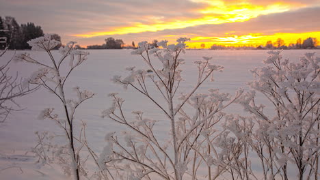 Zarte-Gefrorene-Zweige-Im-Schneebedeckten-Feld,-Erwärmt-Durch-Sonnenlicht-Im-Hintergrund