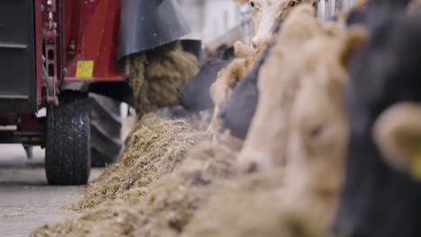 Viehfutter,-Das-Maschinell-Mit-Einem-Traktoranhänger-Verteilt-Wird,-Fütterung-Von-Rindern