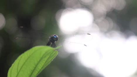 Eine-Große-Libelle-Ruht-Auf-Einem-Blatt-Mit-Heller-Hintergrundbeleuchtung-Aus-Der-Natur
