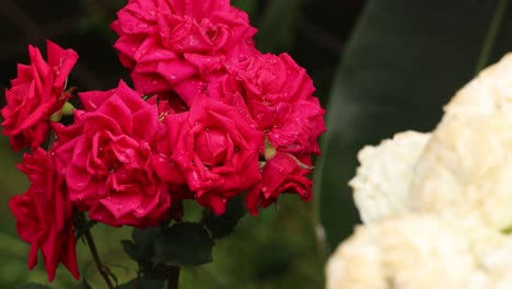 Ein-Strauß-Wunderschöner-Roter-Rosen-Mit-Nassen-Blütenblättern