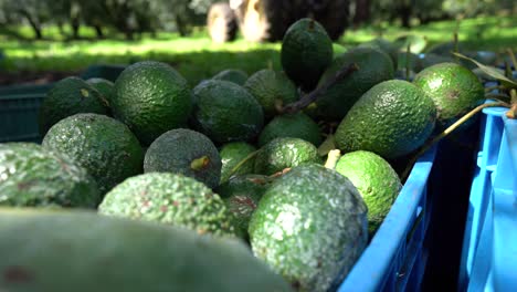 Reife-Grüne-Hass-Avocados,-Die-In-Mexiko-In-Die-Erntekiste-Geworfen-Werden