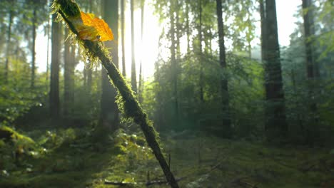 Sonnenschein-Fällt-In-Den-Wald-Mit-Einer-Aus-Einem-Blatt-Ausgestanzten-Herzform-Als-Konzept-Für-Die-Wundervolle-Herbstsaison