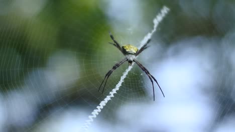 Spinne-Auf-Netzen-HD-Videos