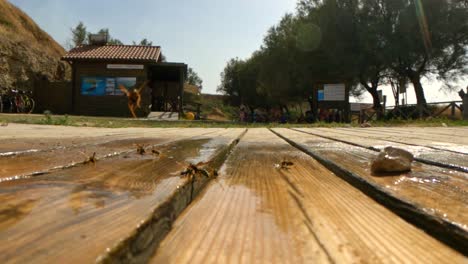 Low-angle-ground-surface-pov-of-flying-bees-on-wooden-wet-floor