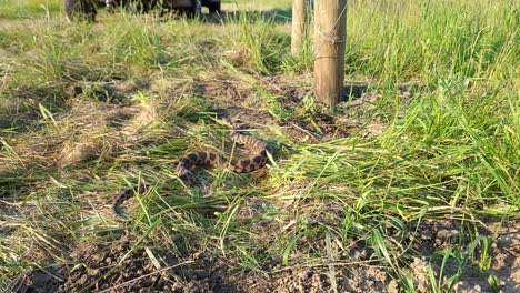 Eastern-Fox-Snake-Crawling-Through-Grass-In-The-Field-In-Monroe-County,-Michigan
