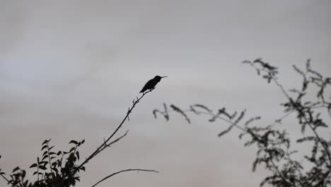 Silhouette-of-a-hummingbird-in-an-Arizona-mesquite-tree