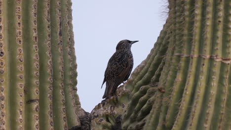 A-pair-of-European-starlings-fight-over-a-perch-on-a-saguaro