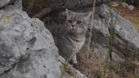 A-cat-is-lost-among-the-big-rocks-in-the-forest,-Montpellier---France