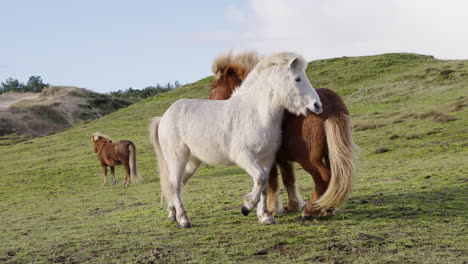 Two-Icelandic-horses-playing-together-in-slow-motion