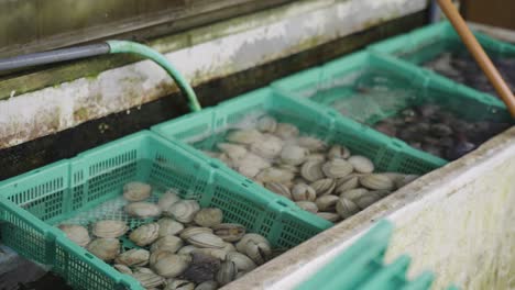 Cockles-Shellfish-in-Fish-Market-in-Japan,-Kada-Port-Wakayama
