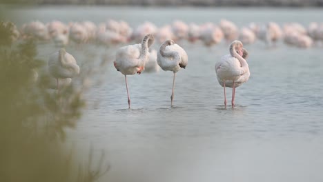 Migratory-birds-Greater-Flamingos-wandering-in-the-shallow-sea-mangroves-of-Bahrain