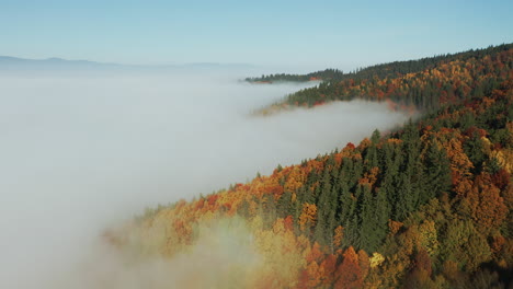Beautiful-mountain-autumn-forest-above-thick-blanket-of-fog