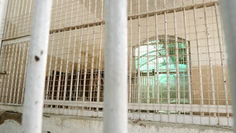 Striped-Tiger-Walking-Back-And-Forth-In-Captivity-Inside-Cage-At-Zoo-In-Karachi