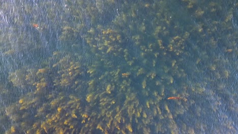 Large-field-of-algae-in-the-Salish-sea-before-Vancouver-Islands-east-coast