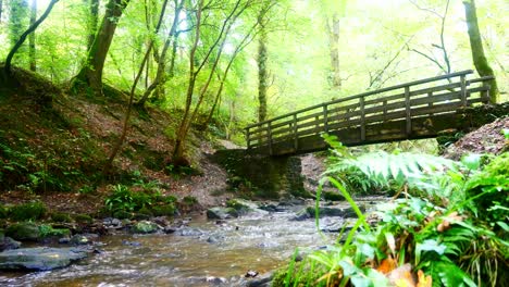 Men-jogging-over-scenic-log-bridge-in-lush-autumn-forest-nature-trail-stream-crossing