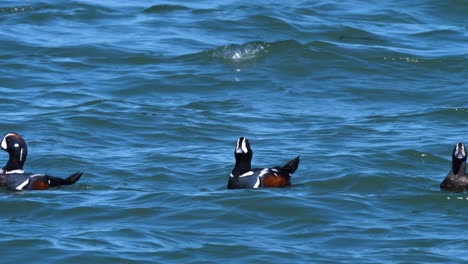 Harlequin-ducks-float-on-the-ocean-surface-ridding-the-waves