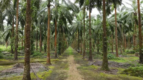 Drone-shot-flying-through-tall-Palm-Trees-on-a-huge-Palm-Oil-farm