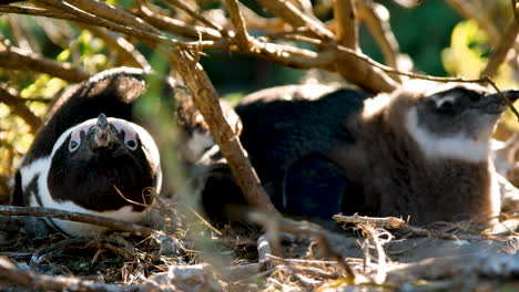 African-penguin-mother-protecting-her-chick-under-a-bush,-lying-flat-on-ground,-low-angle-close-up-shot