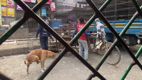 Blick-Auf-Den-Lokalen-Fleischmarkt-Durch-Das-Geländer-Einer-Autorikscha,-Wo-Ein-Käufer-Seinen-Fahrradtransporter-Mit-Weißen-Hühnern-Vom-Fleischmarkt-In-Dhaka,-Bangladesch,-Belädt