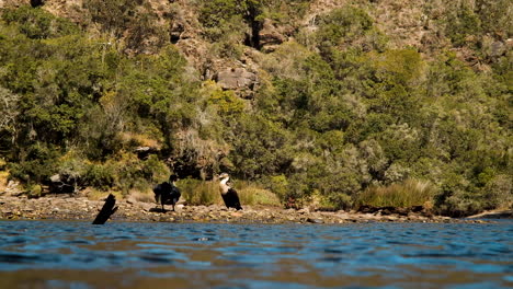 Cormorants-on-river-bank-sunning-themselves-after-swim,-spread-out-wings,-poops