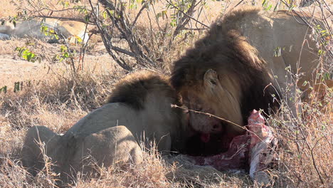 Zwei-Männliche-Löwen-Ernähren-Sich-Gemeinsam-Von-Einem-Zebra-Im-Greater-Kruger-National-Park,-Afrika