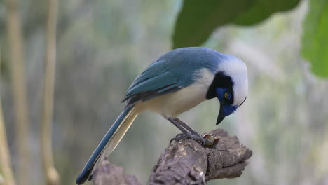Close-up-shot-of-tropical-Green-Jay-Bird-perched-on-branch-in-rainforest-of-America---Eating-some-wild-berries