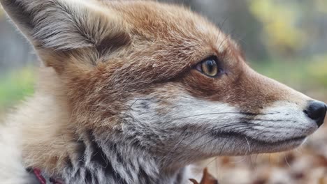 Red-fox-head-side-extreme-closeup-of-muzzle,-nose-and-eye,-static-outdoor-view