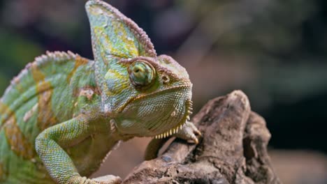 Close-up-portrait-of-a-veiled-chameleon,-green-cone-head-Chamaeleo-calyptratus-standing-on-a-branch,-face-front-view