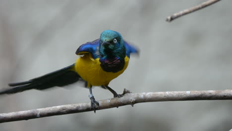Retrato-De-Un-Pájaro-Estornino-De-Pecho-Dorado-De-Color-Neón-Tropical-Posado-En-Una-Rama-En-Cámara-Lenta