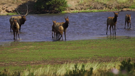 Elk-bull-cow-and-calf-wading-through-water-and-marsh-during-rut-prores-60fps