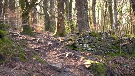 An-old-stone-wall-in-a-quiet-forest