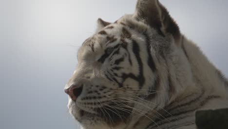 Porträtaufnahme-Eines-Majestätischen-Weißen-Tigers,-Der-Vor-Den-Wolken-Am-Himmel-Ein-Wildtiergebiet-Im-Territorium-Beobachtet-–-Nahaufnahmen