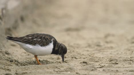 Small-Sandpiper-feeding-by-pecking-and-picking-sand-before-running-out-of-frame
