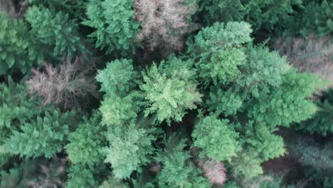 Spinning-Drone-View-of-Pine-Forest-Treetops-in-a-Scandinavian-Forest
