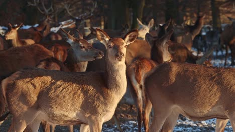 Wild-deer-large-group-winter-park-zoom-close-up-–-4K-Ultra-HD-UHD