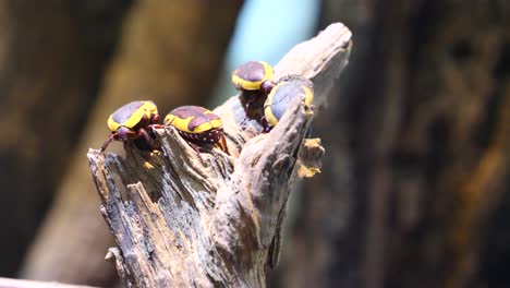 Group-of-yellow-black-african-scarab-beetles-resting-in-sun-on-trunk-of-tree-at-nature