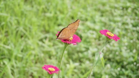 Close-up-brown-beautiful-butterfly-on-a-pink-rose