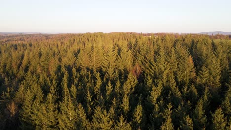A-vast-pine-tree-forest-in-Rhineland-Palatinate-during-a-colourful-sunset