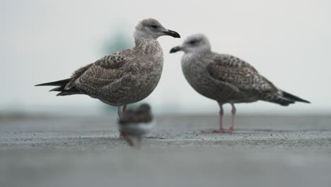Seagull-pair-on-concrete-surface-looking-towards-camera-in-rain---static
