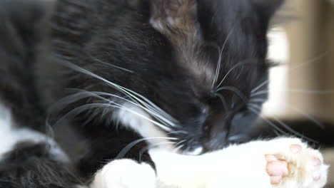 Close-up-of-black-cute-cat-washing-and-licking-paws-with-tongue-indoors-at-home