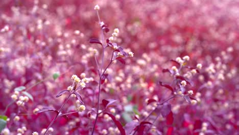 Primer-Plano-De-Abeja-En-Flores-Violetas-Silvestres