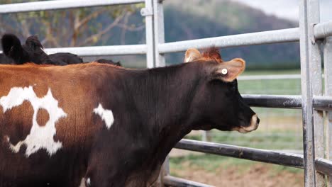 Brown-and-white-spotted-cow-looking-outside-of-steel-fence-on-ranch-in-New-Zealand