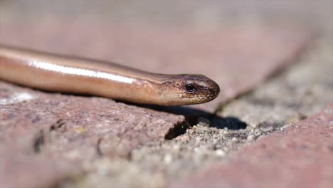 Brown-snake-portrait-close-up