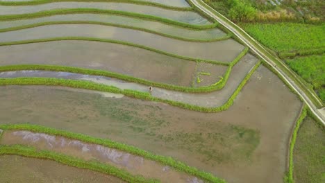 Landwirt,-Der-Während-Des-Sonnenlichts-Auf-überfluteten-Reisfeldern-In-Zentraljava,-Indonesien,-Arbeitet---Draufsicht-Aus-Der-Luft