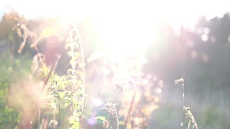 Flowers-shining-in-front-of-the-sun,-creating-a-beautiful-sun-flare
