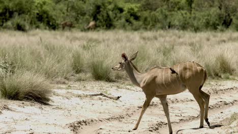 A-bird-takes-a-ride-on-Kudu,-Botswana,-Africa