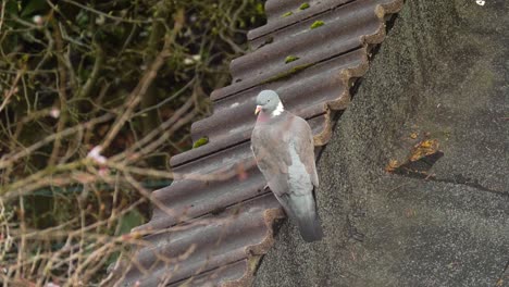 Camera-pans-over-to-a-pidgeon-bird-sitting-on-a-rooftop-with-trees-in-the-background
