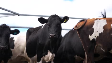 Vacas-Lecheras-De-Novilla-De-Cerca-En-El-Rancho,-Escena-Ganadera-En-Nueva-Zelanda