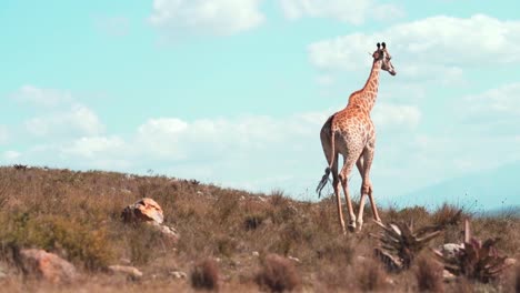 Wunderschöne-Zeitlupenaufnahme-Einer-Giraffe,-Die-An-Einem-Sonnigen-Tag-Im-Gras-Läuft