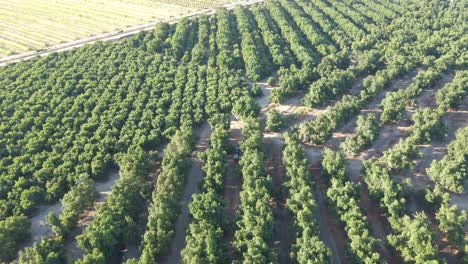 Aerial-dolly-in-of-tractor-between-waru-waru-avocado-plantations-in-a-farm-field-on-a-sunny-day